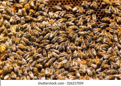 Bees Swarming On A Honeycomb