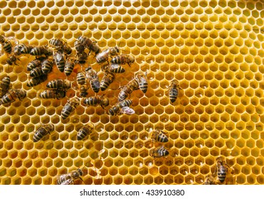 Bees Swarming On A Honeycomb