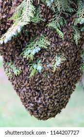 bees taking a tree - Shutterstock ID 1144207727