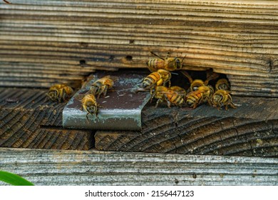 Bees that are bustling with warmth and bringing back nectar and pollen to their nests
