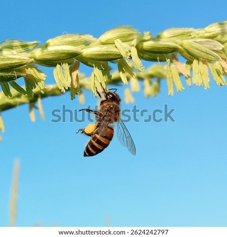 Bees are tiny insects that are important to the ecosystem in terms of pollination.