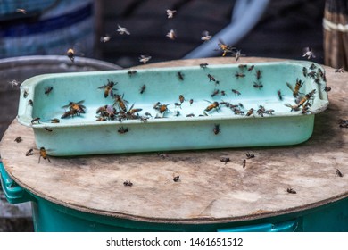 Bees Or Wasps Congregating Around A Sticky Food Tray