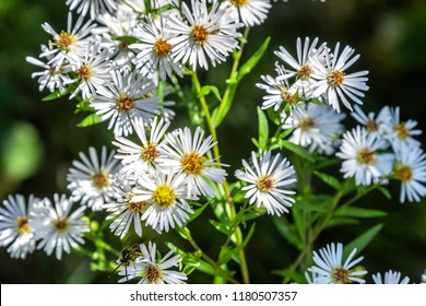 The Bees Were Loving This Wild White Aster