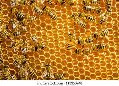 Bees Work On Honeycomb