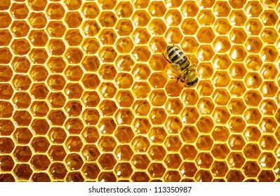 bees work on honeycomb