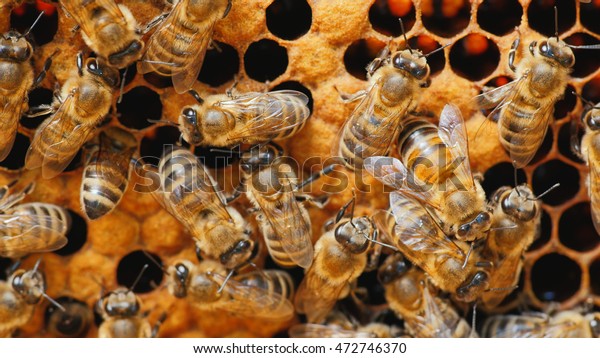 Bees Work On Honeycomb Stock Photo (Edit Now) 472746370