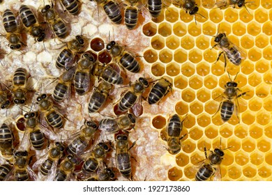 Bees working on the honeycomb - Powered by Shutterstock