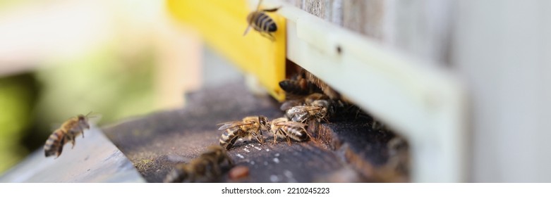 Bees Are Working On Laying Propolis In Hive. Honey Bees Work In Hive Concept