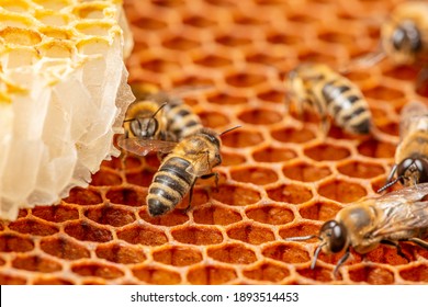 Beeswax - Beeswax Comb Close Up