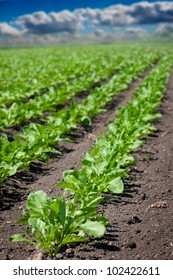 Beet Field