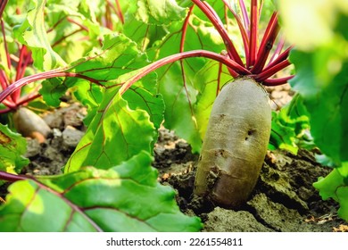 beet grows in the garden on a vegetable farm. vegetable growing and beet cultivation concept - Powered by Shutterstock