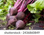 Beet harvest on the background of a vegetable garden. Agriculture, horticulture, vegetable growing, local food