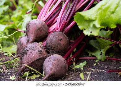 Beet harvest on the background of a vegetable garden. Agriculture, horticulture, vegetable growing, local food