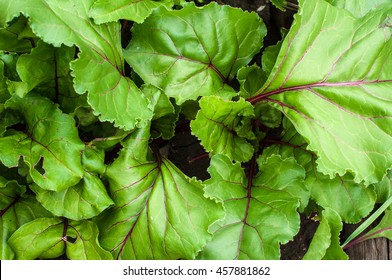 Beet Leaves