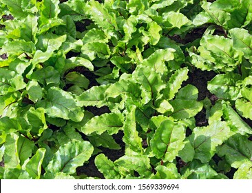Beet leaves. Beetroot leaves, fresh beet leaf us background. Beet green leaves in field. Beet leaves growth in organic farm. 