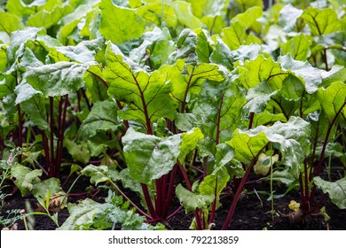 Beet Leaves Growing In The Garden