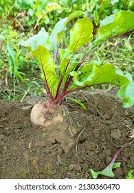 Beet Planting In Northern Europe, Beet-root. Autumn Red Beet, Table Beet As Food, Trace Element And Vitamin Vegetable. Harvesting Of Late Varieties For Long-term Storage