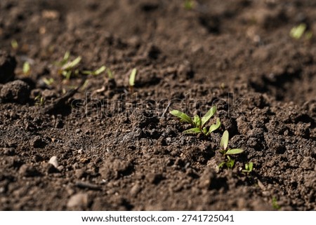 Beet seedling breaking through moist soil in vegetable garden, tender beet seedling with small leaves reaching toward sunlight. Early growth stage concept, organic farming, natural cultivation, earthy