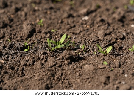 Beet sprout emerging from dark soil in rural garden, fresh beet seedling with small green leaves in early growth stage. Organic farming concept, natural development, horticulture detail background.