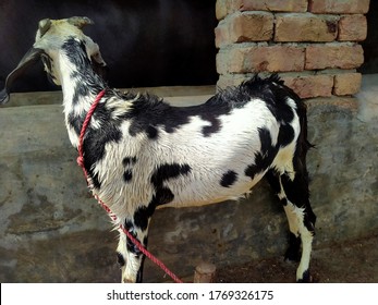 Beetal Goat Breed Punjab Region India Stock Photo 1769326175 | Shutterstock