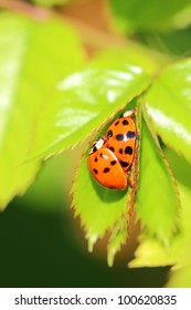 beetle