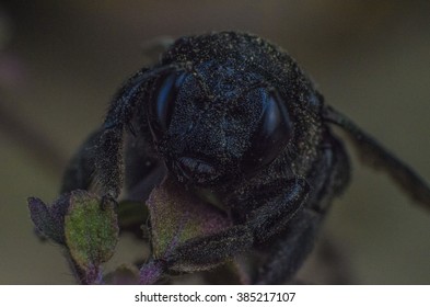 the beetle