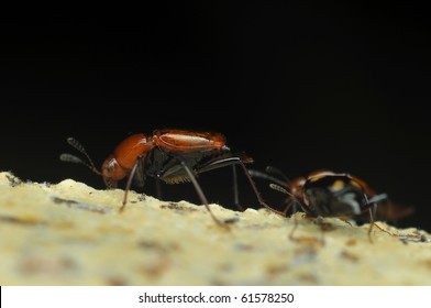beetle