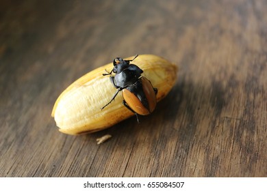 Beetle
