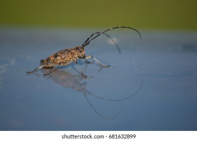 beetle