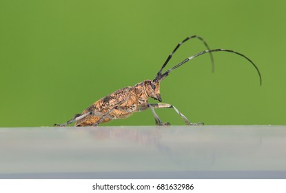 beetle