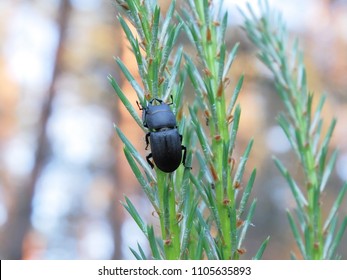 Beetle bark beetle is a forest pest.