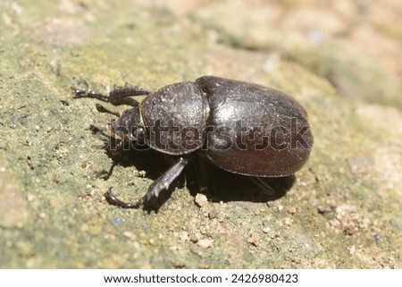 Beetle, Black Beetle, Cute, Beetle Animal, armour animal