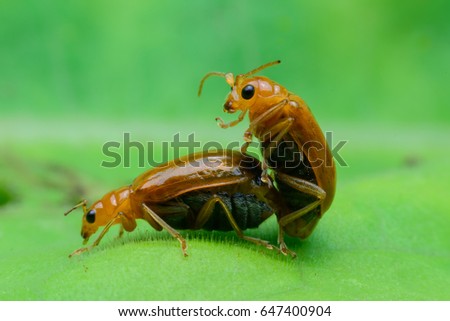 Beetle is breeding on green leaf 