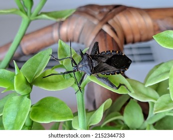 A Beetle Bug On A Plant