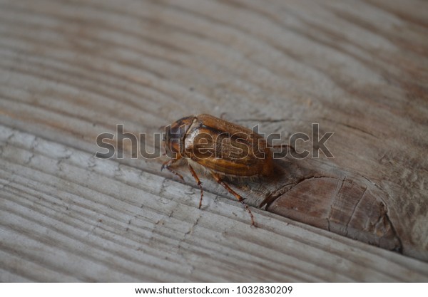 Beetle Bug Walk On Wooden Texture Stock Photo Edit Now 1032830209