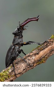 a beetle called Lucanus cervus