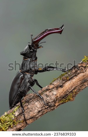 a beetle called Lucanus cervus