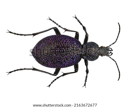 Beetle of Carabus scabrosus tauricus (Coleoptera: Carabidae). It is a subspecies of the beetle Carabus scabrosus endemic to Crimea. Adult. Dorsal view. Isolated on a white background