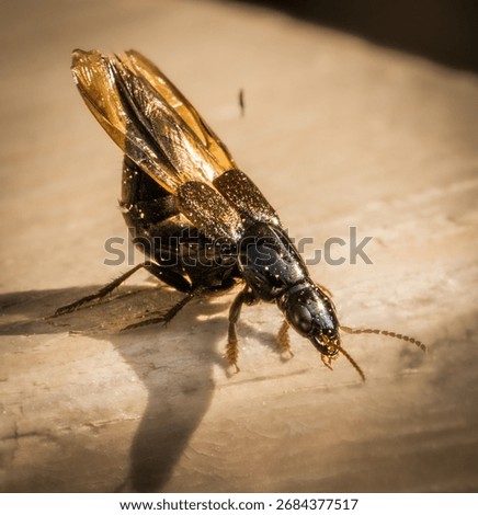 A beetle caught just before takeoff on the balcony.
Its glossy black body and golden wings glisten like a tiny living jewel.