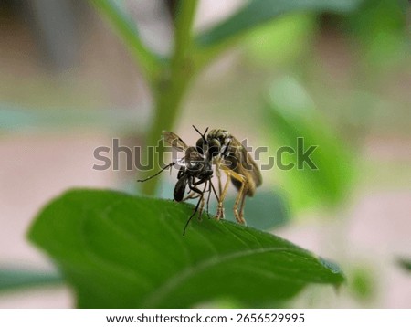 
the beetle caught the prey				