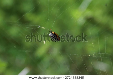 Beetle caught in a spider web.