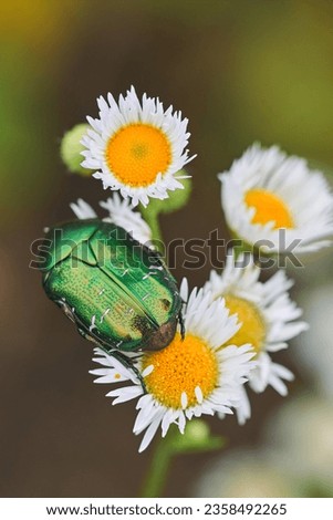 beetle Cetonia aurata, called the rose chafer or the green rose chafer with chamomiles on background