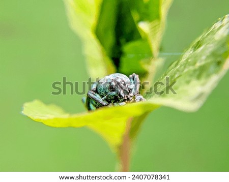 Beetle close up. blue longhorn beetle on a leaf. Eupholus close up