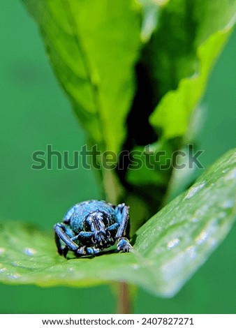 Beetle close up. blue longhorn beetle on a leaf. Eupholus close up