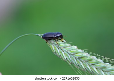 Beetle of corn ground beetle - Zabrus tenebrioides eating a unripe cereal kernel, a species of black ground beetle (Carabidae). The larvae and beetles of this species are pests of cereals. - Powered by Shutterstock