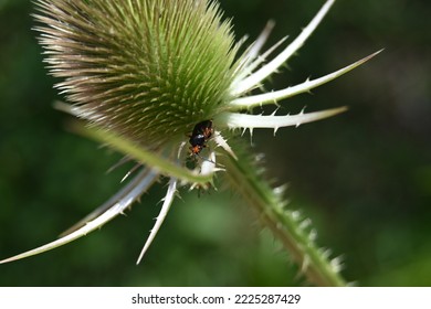 a beetle crawls on the flower of the biennial wild plant Dipsacus fullonum - Shutterstock ID 2225287429