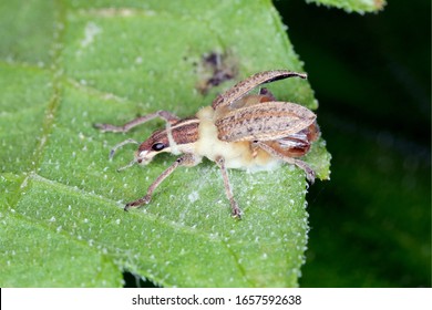 Beetle (Curculionidae - Sitona Gressorius) Killed By Entomopathogenic Fungus.