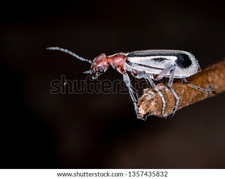 Beetle Epicauta sp.