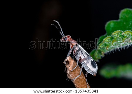 Beetle Epicauta sp.