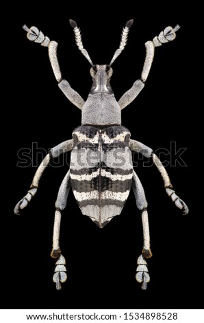 Beetle Eupholus nickerli on a black background